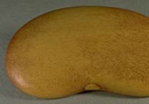 Lima Bean: Boxwood