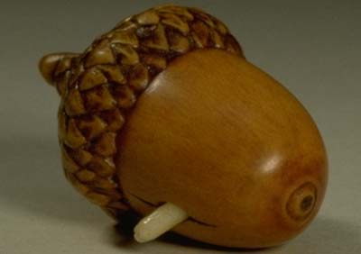 Acorn & Beetle Grub