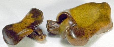 Fungus & Beetle